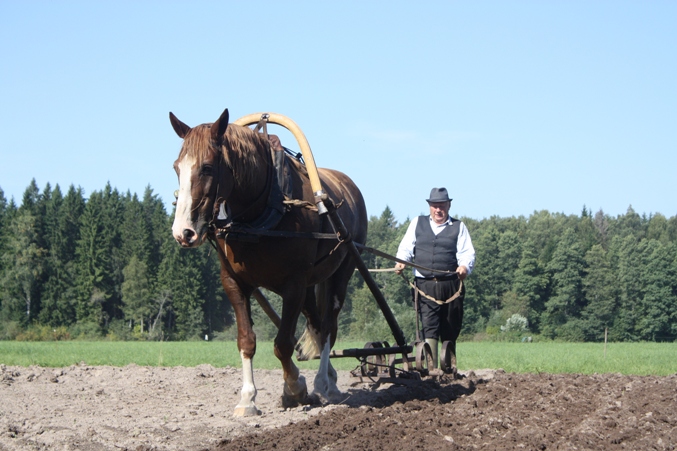 Peeter Nurmik tori märaga Ame Kurgja talu põllul, 13.august 2011.a.